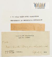 Dicranoweisia crispula image