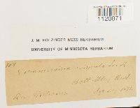 Dicranoweisia crispula image