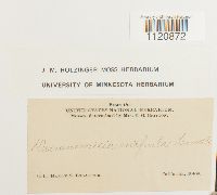 Dicranoweisia crispula image