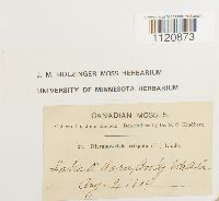 Dicranoweisia crispula image