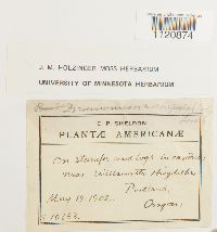 Dicranoweisia crispula image