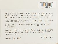 Dicranoweisia crispula image