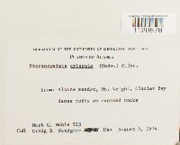 Dicranoweisia crispula image