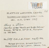 Dicranoweisia crispula image