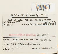 Dicranoweisia crispula image