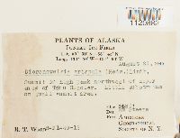 Dicranoweisia crispula image