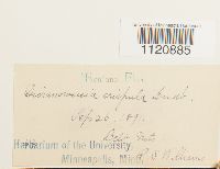 Dicranoweisia crispula image