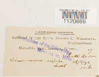 Dicranoweisia crispula image