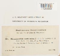 Dicranoweisia crispula image