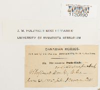 Dicranoweisia crispula image