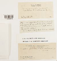 Dicranoweisia crispula image