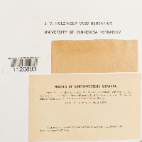 Dicranoweisia crispula image