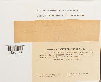 Dicranoweisia crispula image