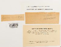 Dicranoweisia crispula image