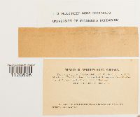 Dicranoweisia crispula image