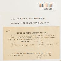 Dicranoweisia crispula image