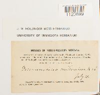 Dicranoweisia crispula image