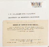 Kiaeria starkei image