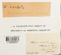 Dicranoweisia cirrata image