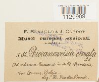 Dicranoweisia cirrata image