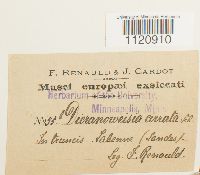 Dicranoweisia cirrata image