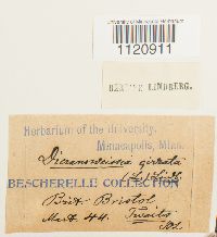 Dicranoweisia cirrata image