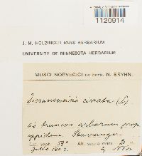 Dicranoweisia cirrata image