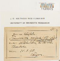 Dicranoweisia cirrata image