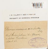 Dicranoweisia cirrata image