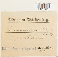 Dicranoweisia cirrata image