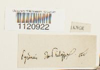 Dicranoweisia cirrata image