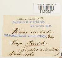 Dicranoweisia cirrata image