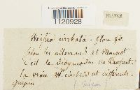 Dicranoweisia cirrata image