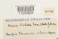 Dicranoweisia cirrata image