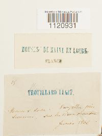 Dicranoweisia cirrata image