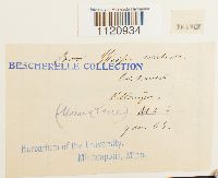 Dicranoweisia cirrata image