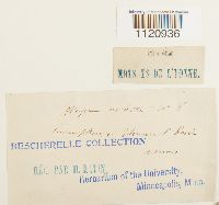 Dicranoweisia cirrata image