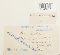 Dicranoweisia cirrata image