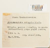 Dicranoweisia crispula image