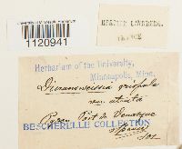 Dicranoweisia crispula image