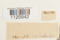 Dicranoweisia crispula image