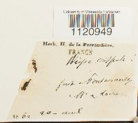 Dicranoweisia crispula image