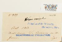 Dicranoweisia crispula image