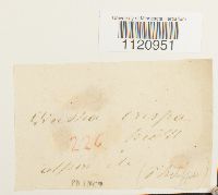 Dicranoweisia crispula image