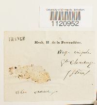 Dicranoweisia crispula image