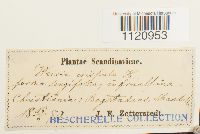 Dicranoweisia crispula image