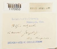 Dicranoweisia crispula image