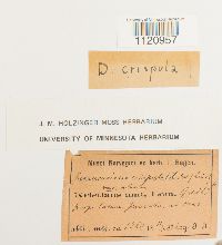 Dicranoweisia crispula image