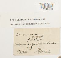 Dicranoweisia crispula image