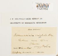 Dicranoweisia crispula image